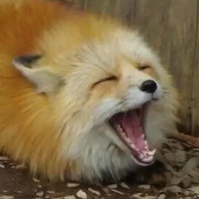 Two? foxes in a trench coat's avatar