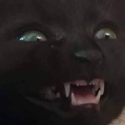 genericblackcat@bark.lgbt