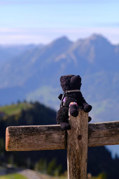 Zwarte Woef doing acrobatics on the bench with Stanserhorn in the background