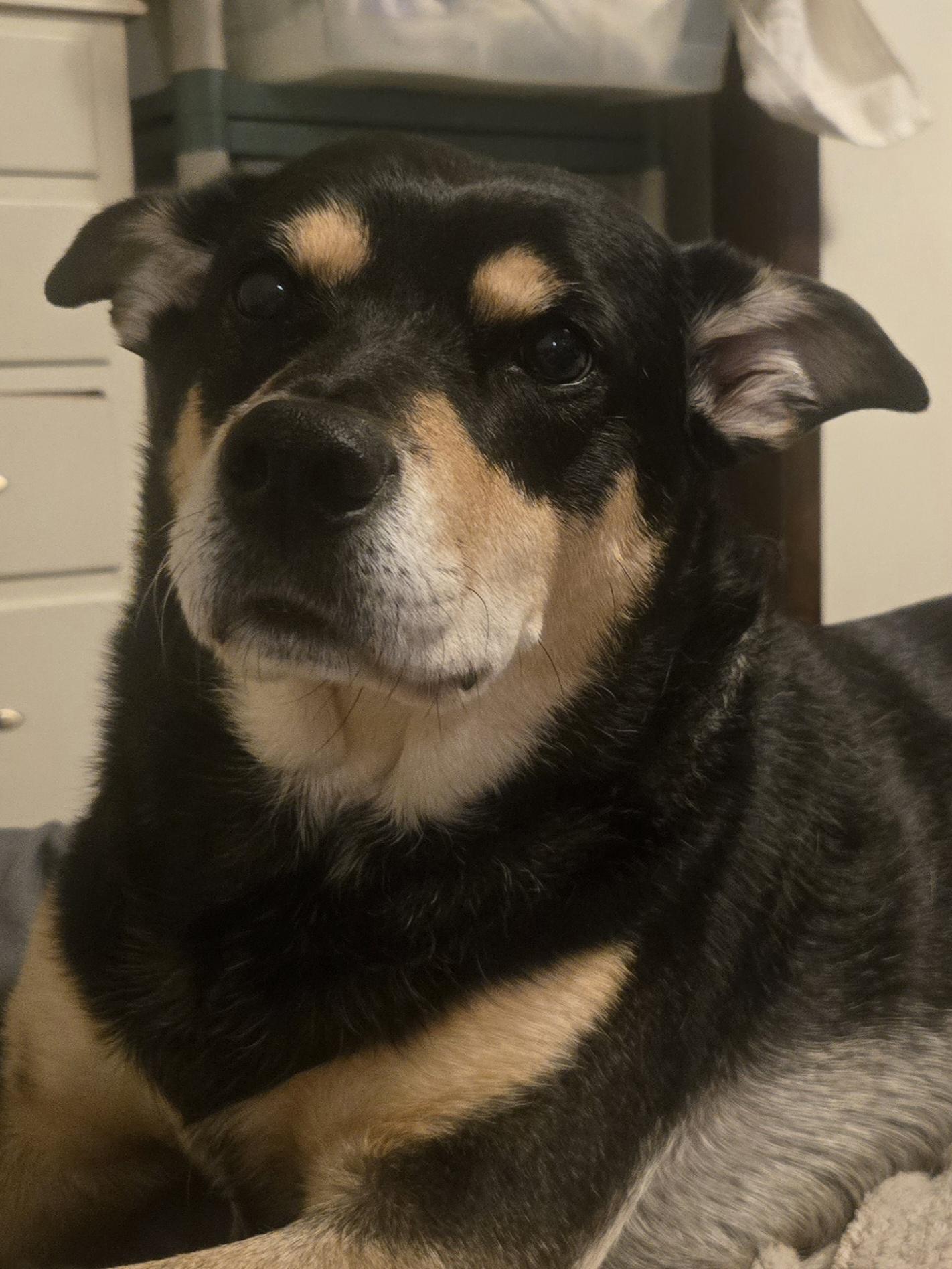 A closeup on a black and tan dog's face. He is looking just to the camera's left. He has a sad or expextant expression.