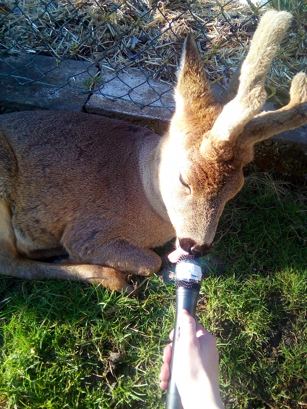 A deer licks a microphone, which is held in front of it, as if it's being interviewed.
The deer's antlers are fluffy, because they're not fully grown out yet.